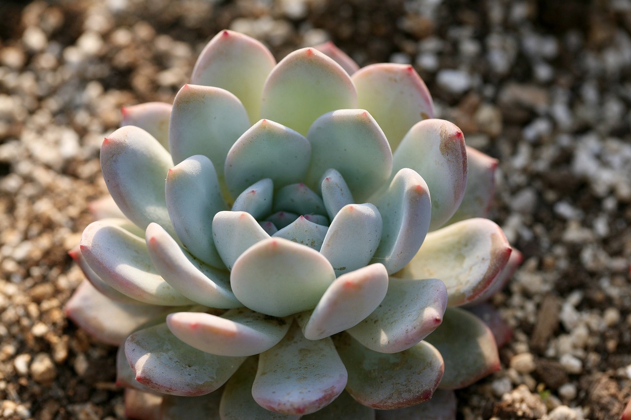 How to Propagate Succulents